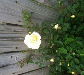 q can anyone tell me the name of this rose i know it s a climber is long lived amp, gardening