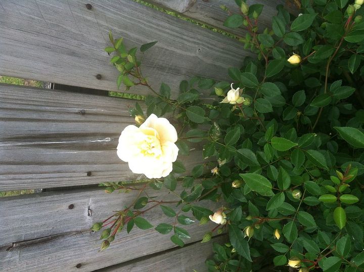 q can anyone tell me the name of this rose i know it s a climber is long lived amp, gardening