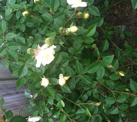 q can anyone tell me the name of this rose i know it s a climber is long lived amp, gardening, Another pic