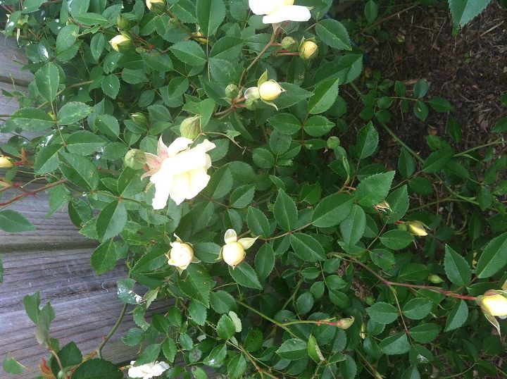 q can anyone tell me the name of this rose i know it s a climber is long lived amp, gardening, Another pic