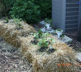 Pics of my new Straw Bale garden - it loved the rain this last weekend!