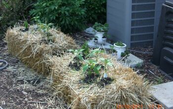 Pics of my new Straw Bale garden - it loved the rain this last weekend!