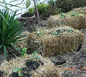 pics of my new straw bale garden it loved the rain this last weekend i have a few, gardening