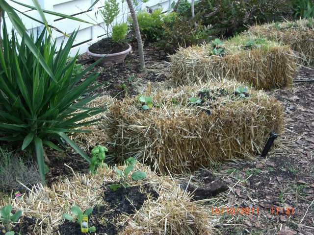 pics of my new straw bale garden it loved the rain this last weekend i have a few, gardening
