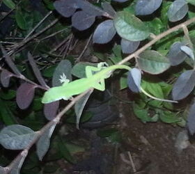trying to grow a peach tree from seed, gardening, We saw this little guy hanging out on our Loropetalum
