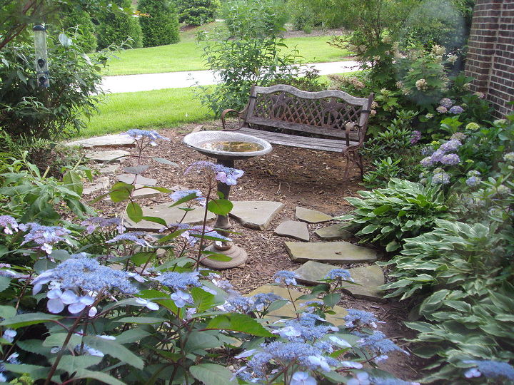 the garden outside my home office window so peaceful and changes with the, flowers, gardening, hydrangea, Outside my home office window