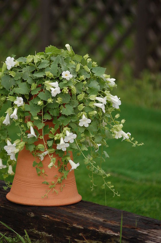 informe de tendencias de jardinera 2014 restaurar y sembrar el equilibrio en el, Suntory Lofos Compact White