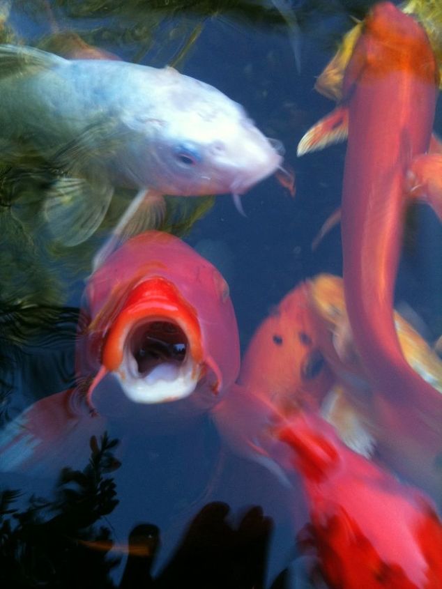 koi bring color activity and tranquility to the landscape, outdoor living, ponds water features, Koi Kisses anyone
