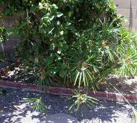 suggestions for this patch where it is difficult to grow plants, gardening