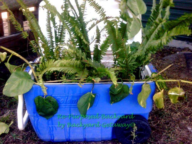 re purposed backyard, gardening, repurposing upcycling, Cooler planter