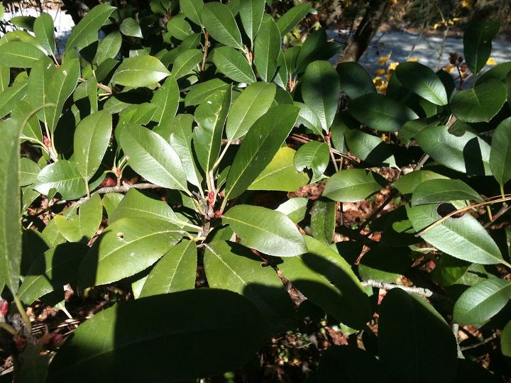 help identifying trees, gardening, tree 2