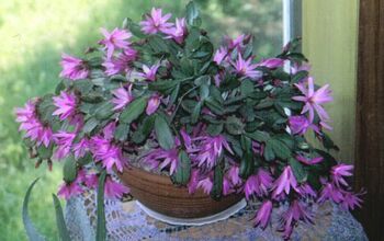 Christmas Cactus are getting ready to put on their beautiful displays of colorful blooms!