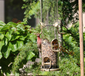 rain or shine bird feeders to perch or not may be the question, container gardening, gardening, outdoor living, pets animals, urban living, Male House Finch Has No Problem With WBUSS Feeder View Two Referred to as Photo Seven in post