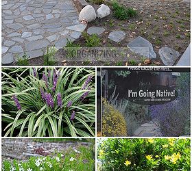 native drought tolerant plants for your yard, gardening, landscape