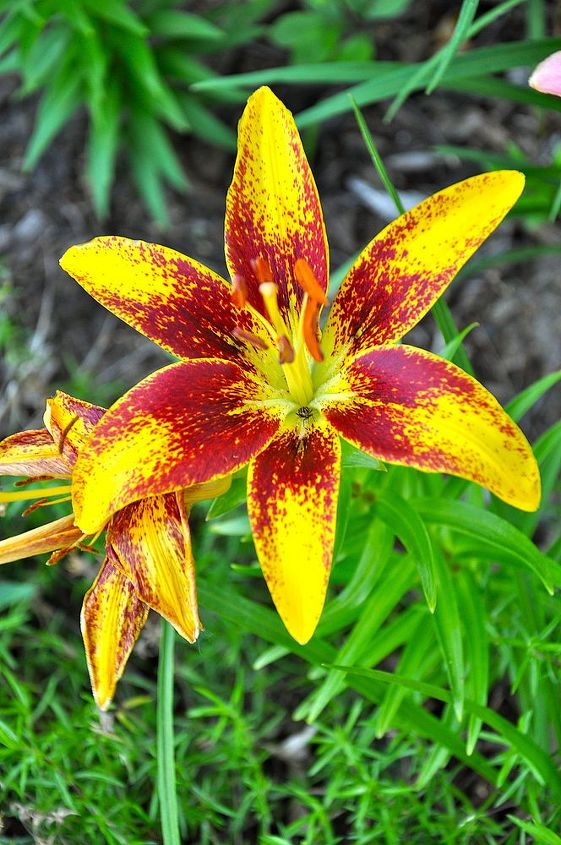 tips on growing beautiful lilies, gardening, ponds water features, Multi color lily