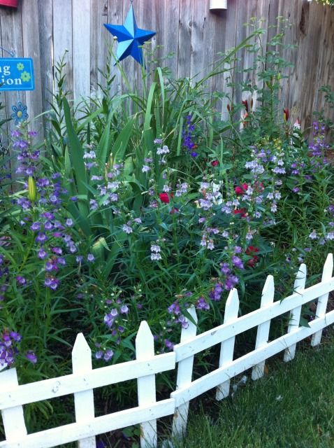 my early summer garden, flowers, gardening, outdoor living, Penstemons are one of my favorites I love their small trumpet shaped flowers as do the bees and butterflies