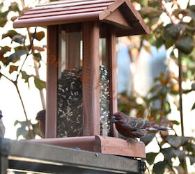 part 2 back story of tllg s rain or shine feeders, outdoor living, pets animals, House Finches enjoy FH Feeder once it s atop my urban hedge View Two This image was featured in a story on Blogger
