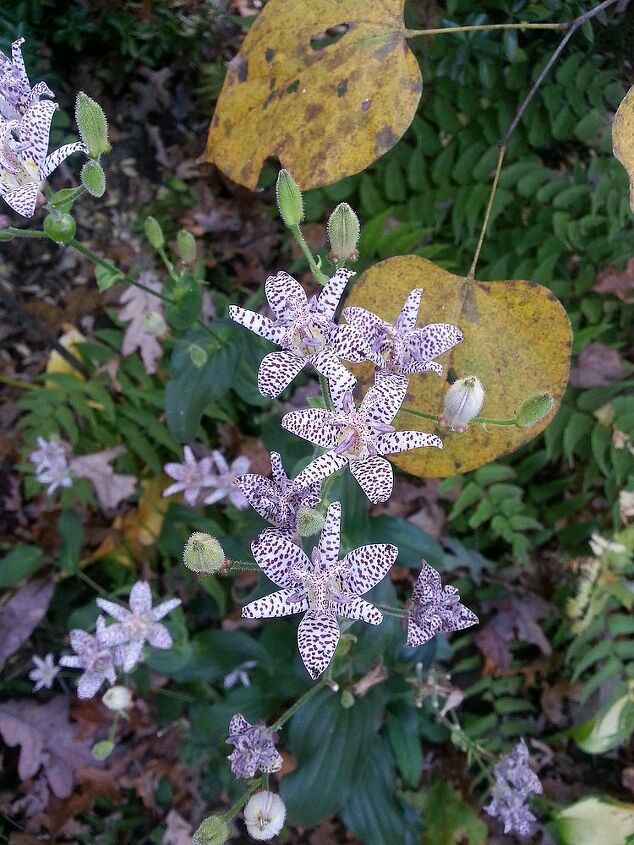 fall gardening under the mighty oaks, flowers, gardening, perennials, It is November and the Toad Lilies are still at it