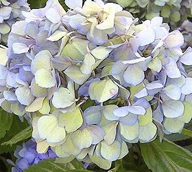 growing blue hydrangeas, flowers, gardening, hydrangea, macrophylla hydrangeas set their flowers on old wood Little pruning is required to ensure prolific blooms unlike paniculata hydrangeas which set their flowers on this year s growth