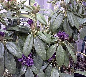 ggia wintergreen tradeshow, gardening, Purple blue blooming Rhododendron WOW
