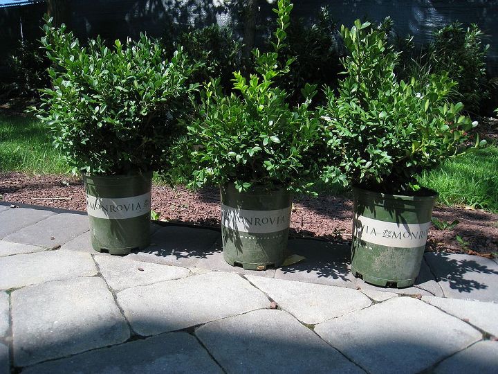 planning a shade garden, flowers, gardening, The boxwood pre planting