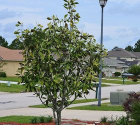 young magnolia tree wilting and needs help