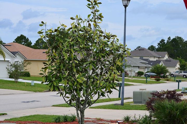 young magnolia tree wilting and needs help