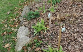 Repelling Deer Using Irish Spring Soap - A Test