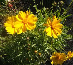 flowers to plant for butterflies, flowers, gardening, Bright yellow Coreopsis is another favorite