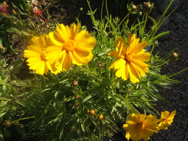 flowers to plant for butterflies, flowers, gardening, Bright yellow Coreopsis is another favorite