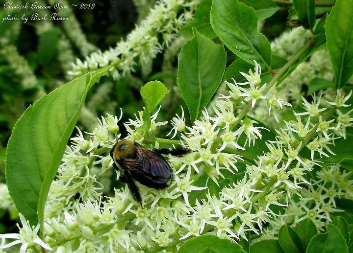 newark garden tour 2013, flowers, gardening, succulents, Bee on an Itea Sweetspire