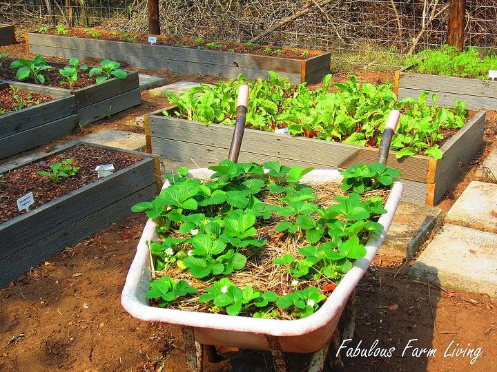 rotational veggie planting guide, gardening, The veggie patch with strawberries growing in the wheelbarrow