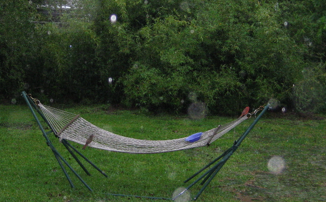 q how do i get rid of running bamboo, gardening, I actually took this photo in the rain for the cardinal couple hanging out on the hammock but here you can see just some of the bamboo in the yard