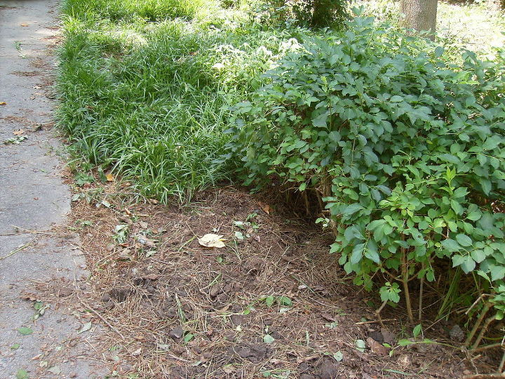 q what s an effective way to get rid of liriope my entire front yard, gardening, You can see here where i ve started digging up the stuff but see behind the bare spot where it stretches back for maybe 15 more feet or more