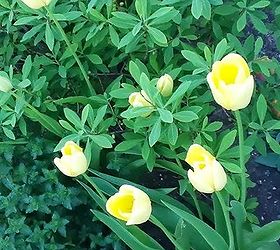 quick tulip tips, flowers, gardening, Bright yellow tulips are so spring