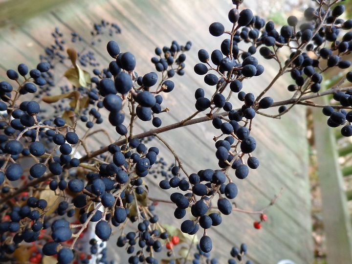 what is the name of this bush with black berries, gardening, What are these black berries