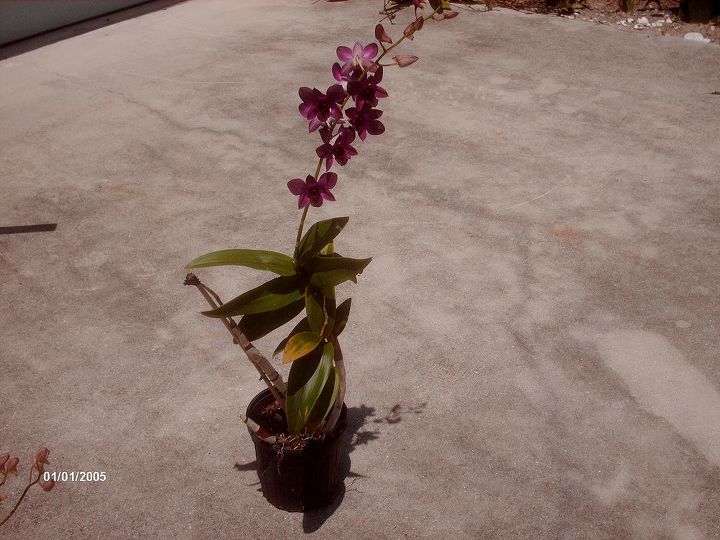 i want to thank all the people that helped me with my orchids i learned so much, flowers, gardening
