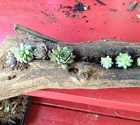 Succulents Planted in a Cyprus Log