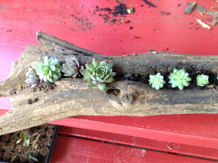 succulents planted in a cyprus log, flowers, gardening, succulents