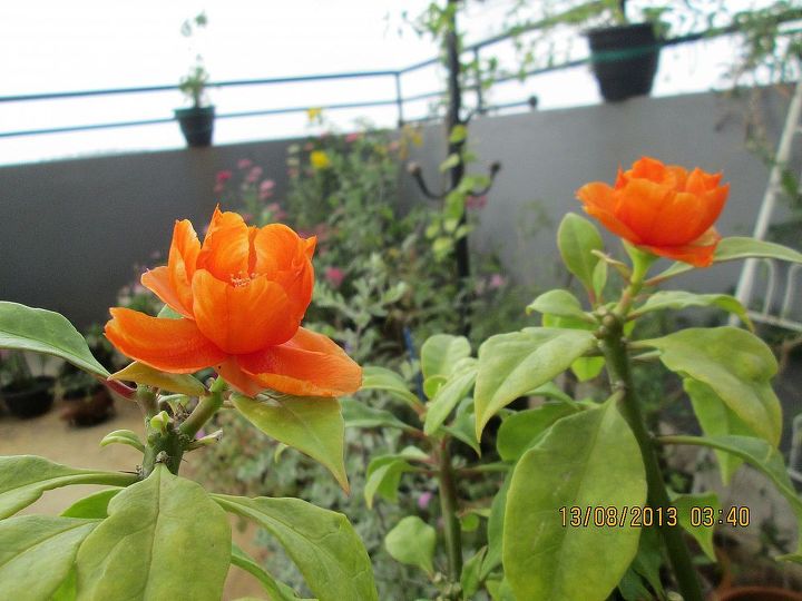 beautiful rose cactus, flowers, gardening