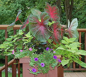 container plants that last till frost, container gardening, flowers, gardening, hibiscus, Elephant Ears Petunias
