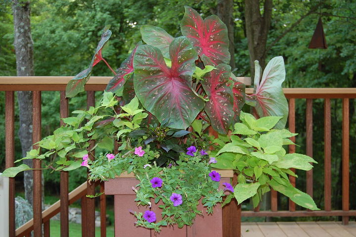 container plants that last till frost, container gardening, flowers, gardening, hibiscus, Elephant Ears Petunias