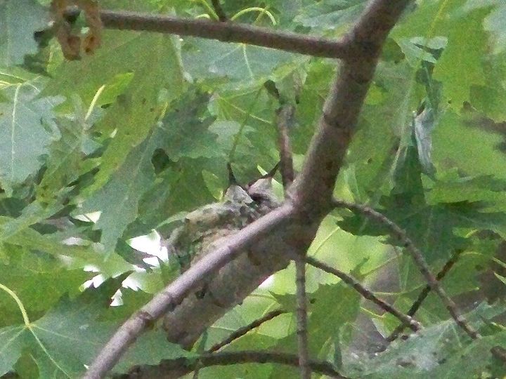 hemos encontrado un nido de colibr