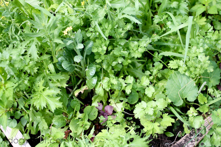 how to weed less in your raised beds, gardening, raised garden beds, I threw down a bunch of mixed salad and herb seeds and for the most part I could just go in and forage whenever we needed something for dinner Have not weeded that much in this bed