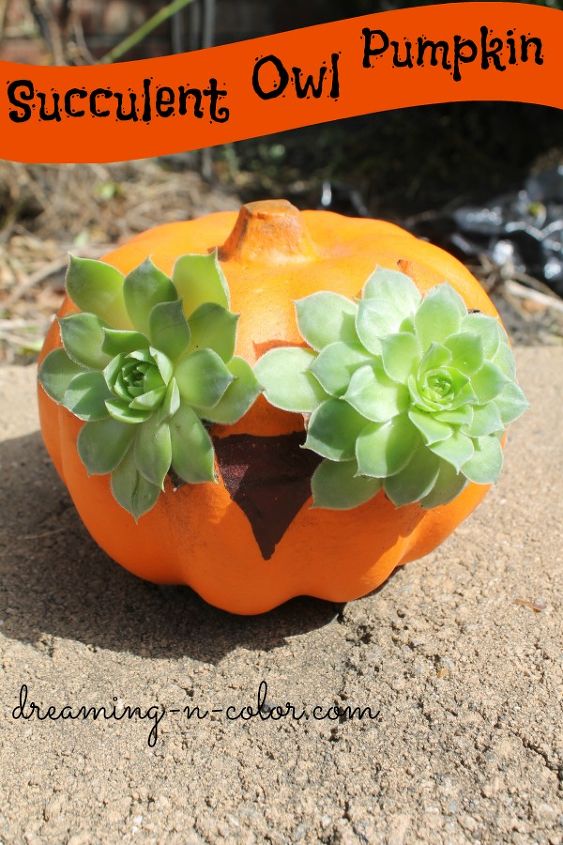 succulent pumpkin owl, flowers, gardening, seasonal holiday d cor, succulents, All you need is succulents potting soil and a Dollar Store pumpking