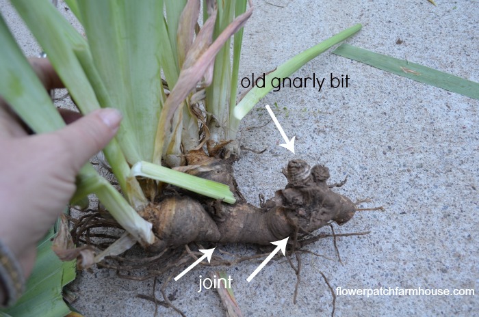 digging up and separating iris, flowers, gardening, Cut out old or diseased bits at joint