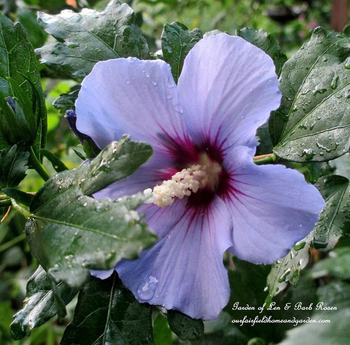 garden walk mid july in my garden, flowers, gardening, hydrangea, succulents, Blue Rose of Sharon