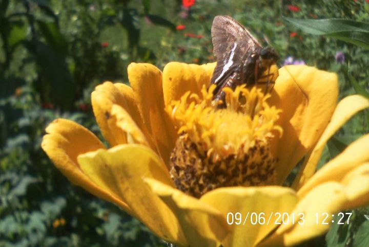 bee s butterflies n flowers, flowers, gardening, pets animals, Silver Spotted Skipper