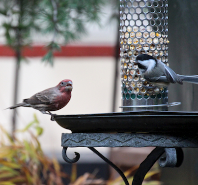 part 4 back story of tllg s rain or shine feeders, outdoor living, pets animals, The chickadee broke bread with a male house finch
