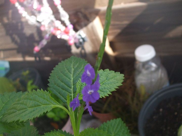 i have another mystery plant, flowers, gardening